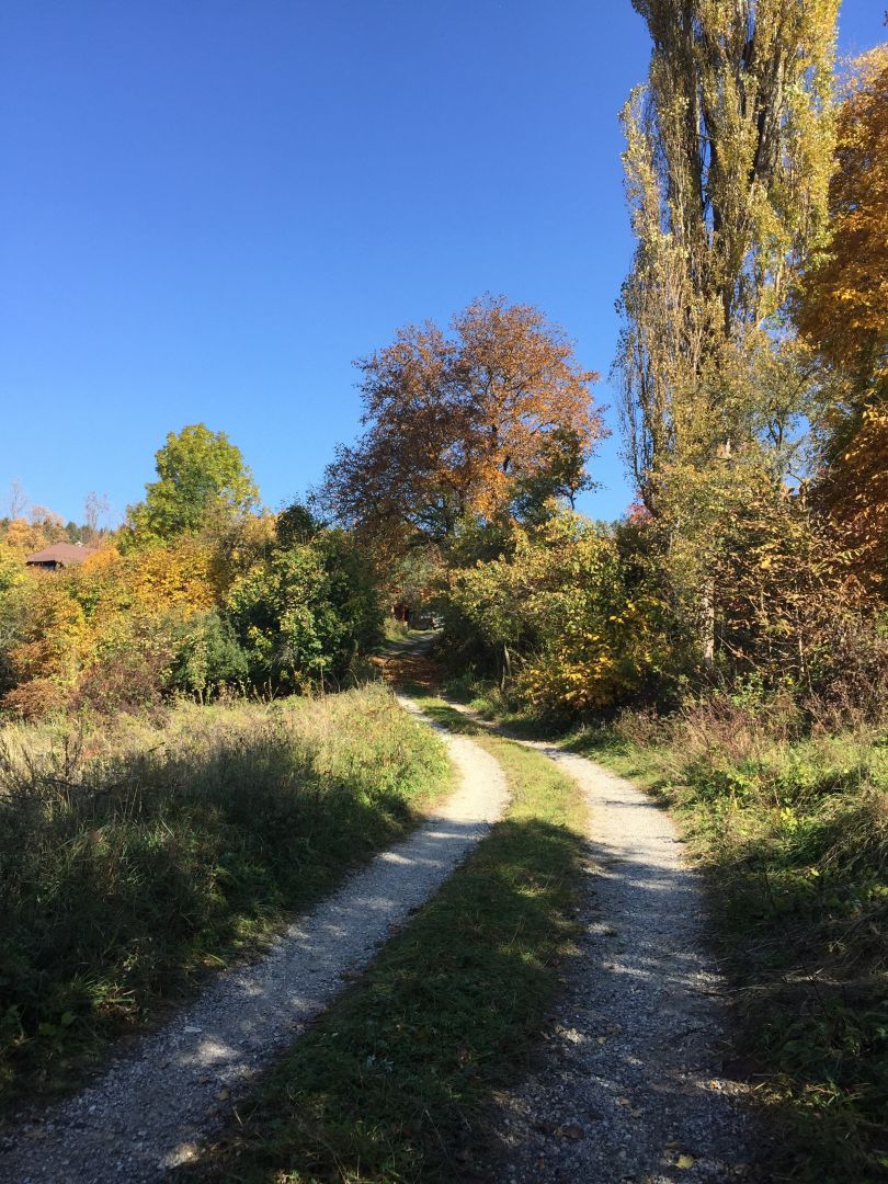 pozemokzubak